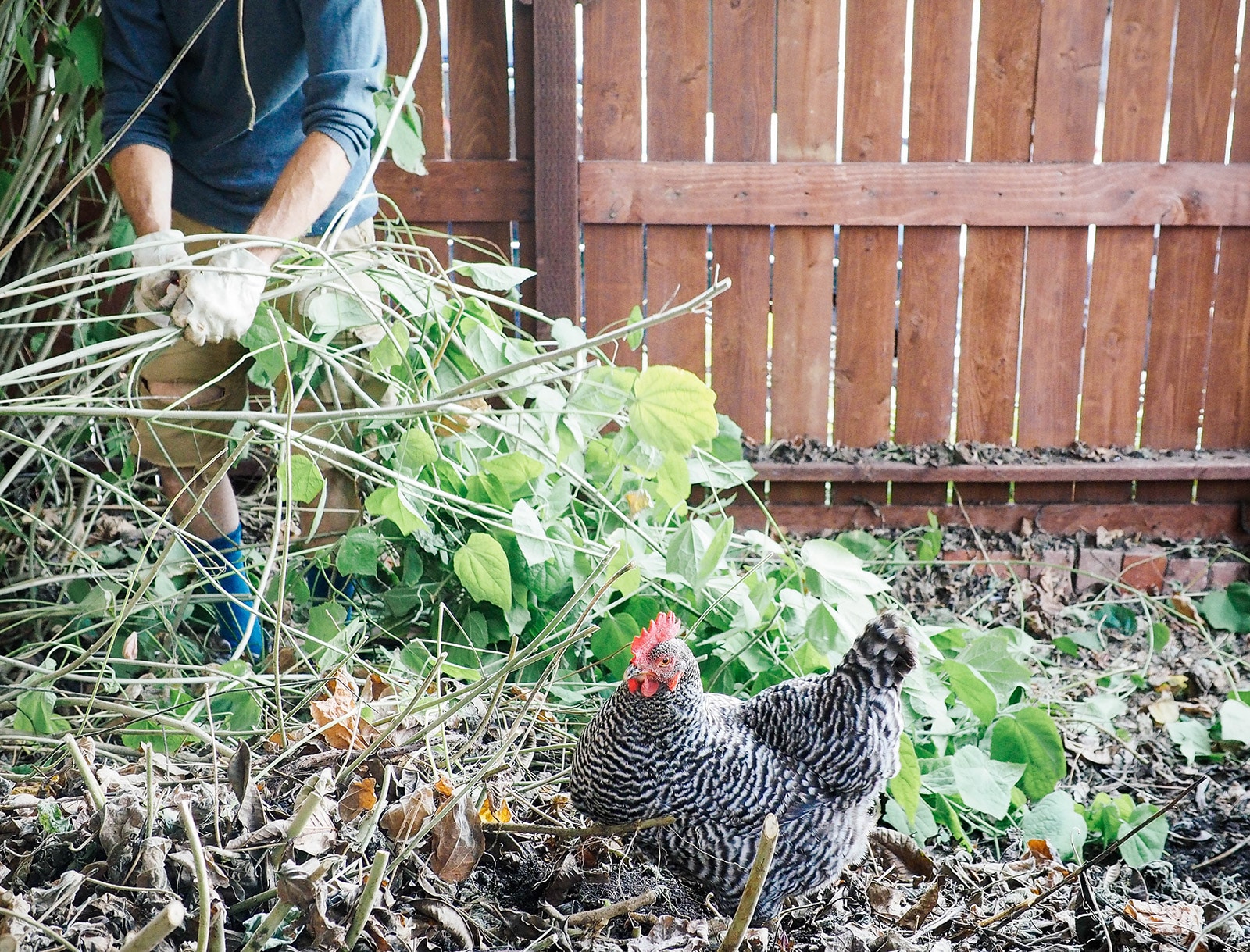 Man cleaning up yard debris with chicken in the yard looking on