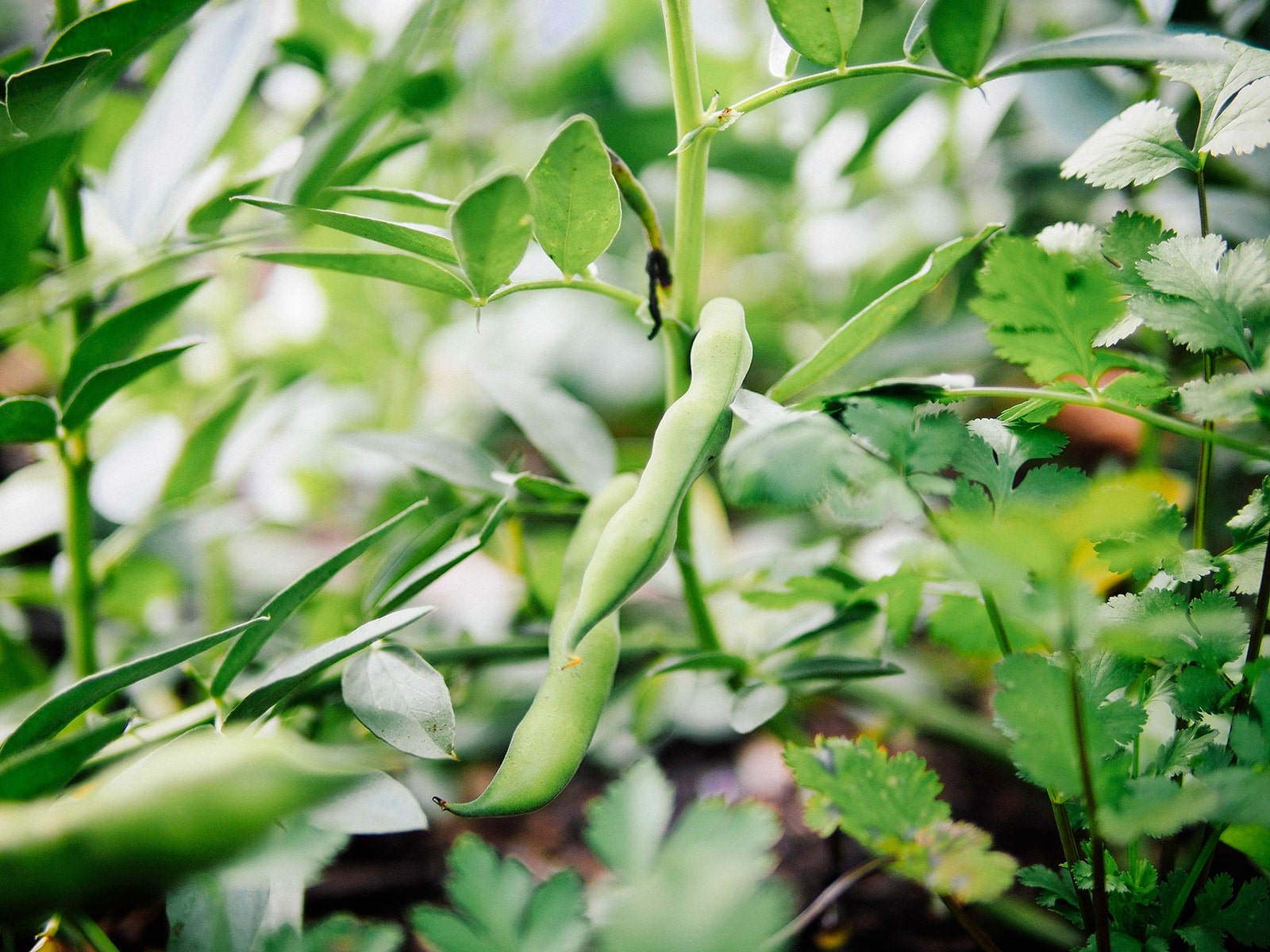 Fava bean pod on the vine