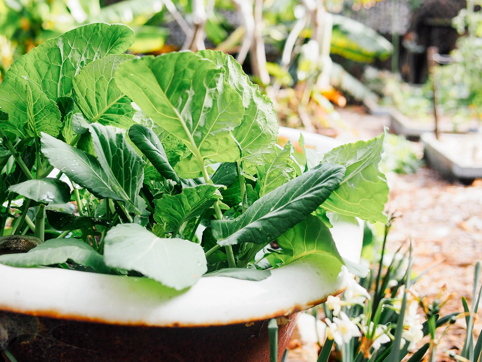 Mixed greens growing in a vintage clawfoot bathtub planter in a garden