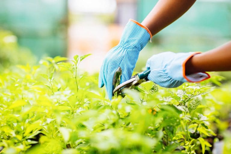 Best Gardening Gloves of 2024—Protect Those Green Thumbs!