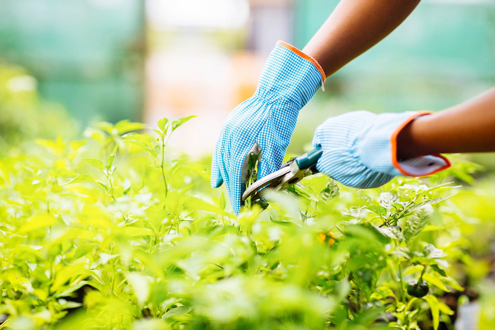 Best gardening gloves—protect those green thumbs