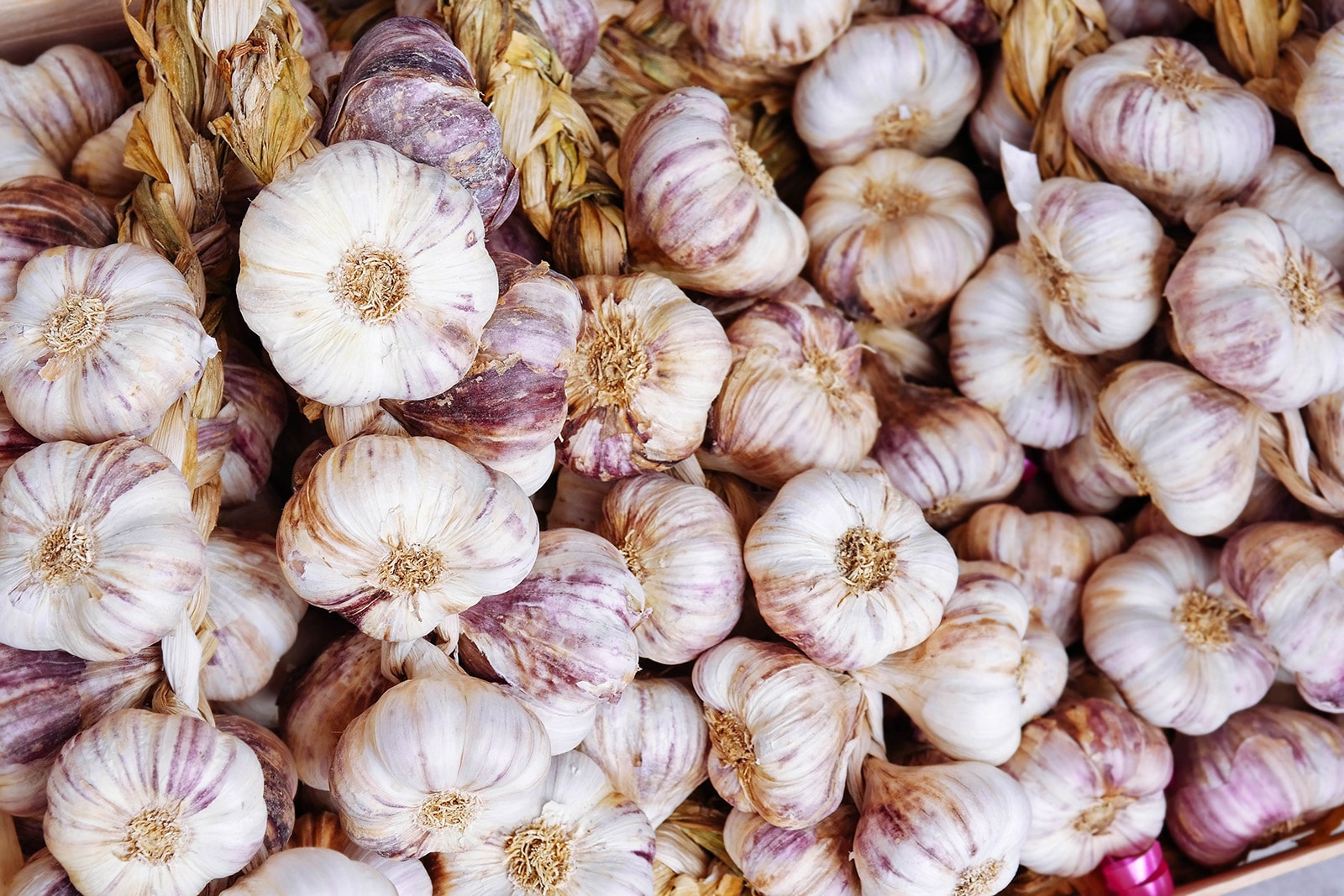 Pile of purple-striped garlic bulbs