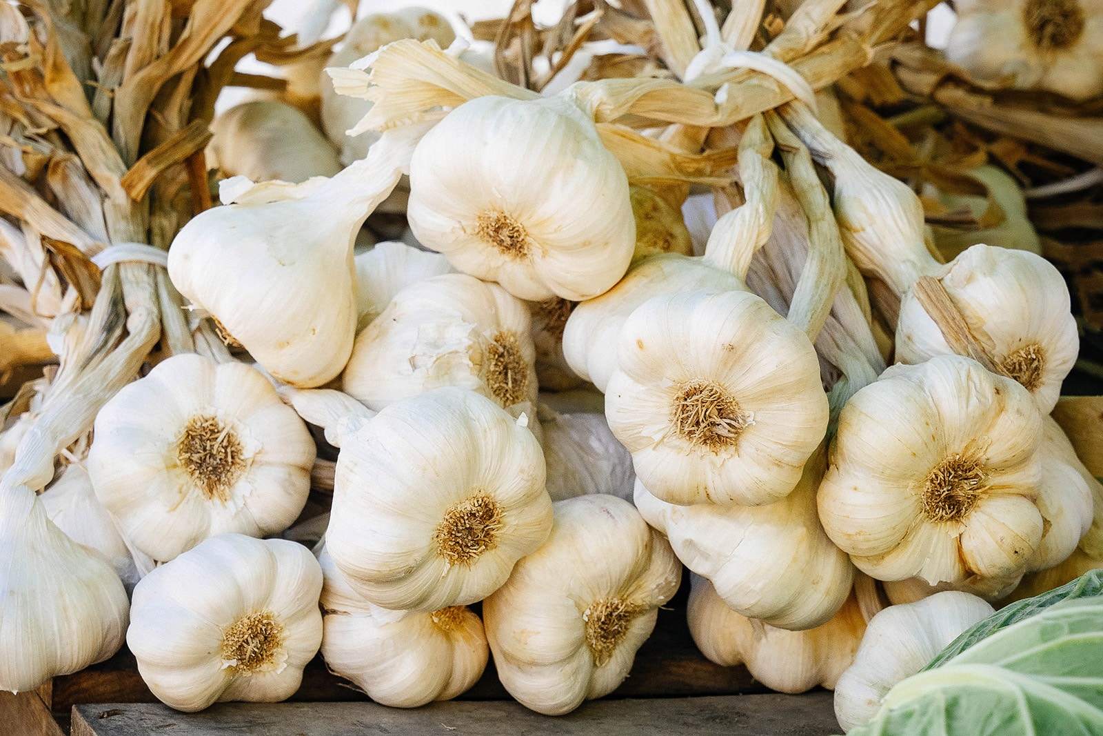 Bundles of newly harvested softneck garlic