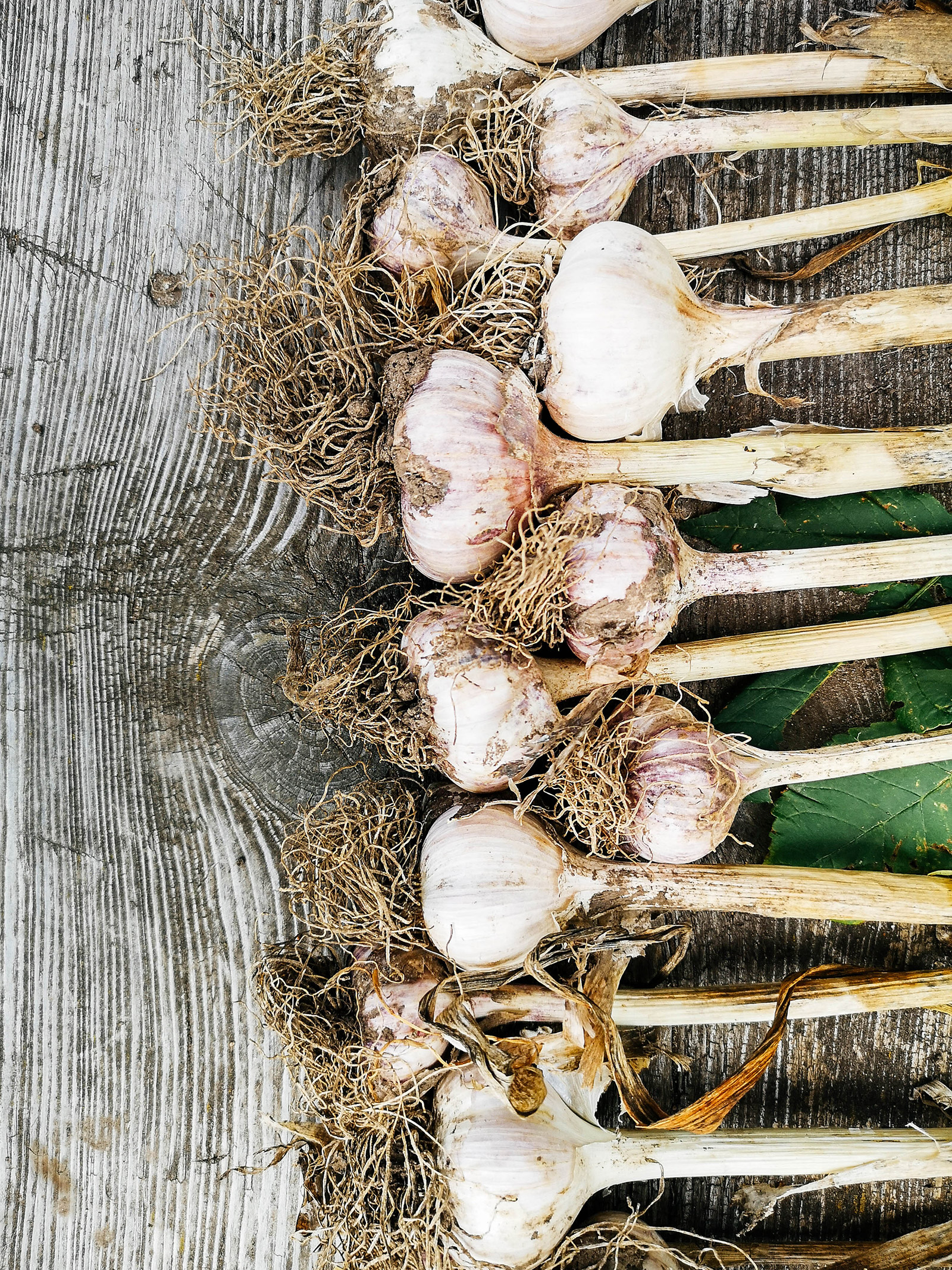 Hardneck garlic bulbs curing on a wooden surface