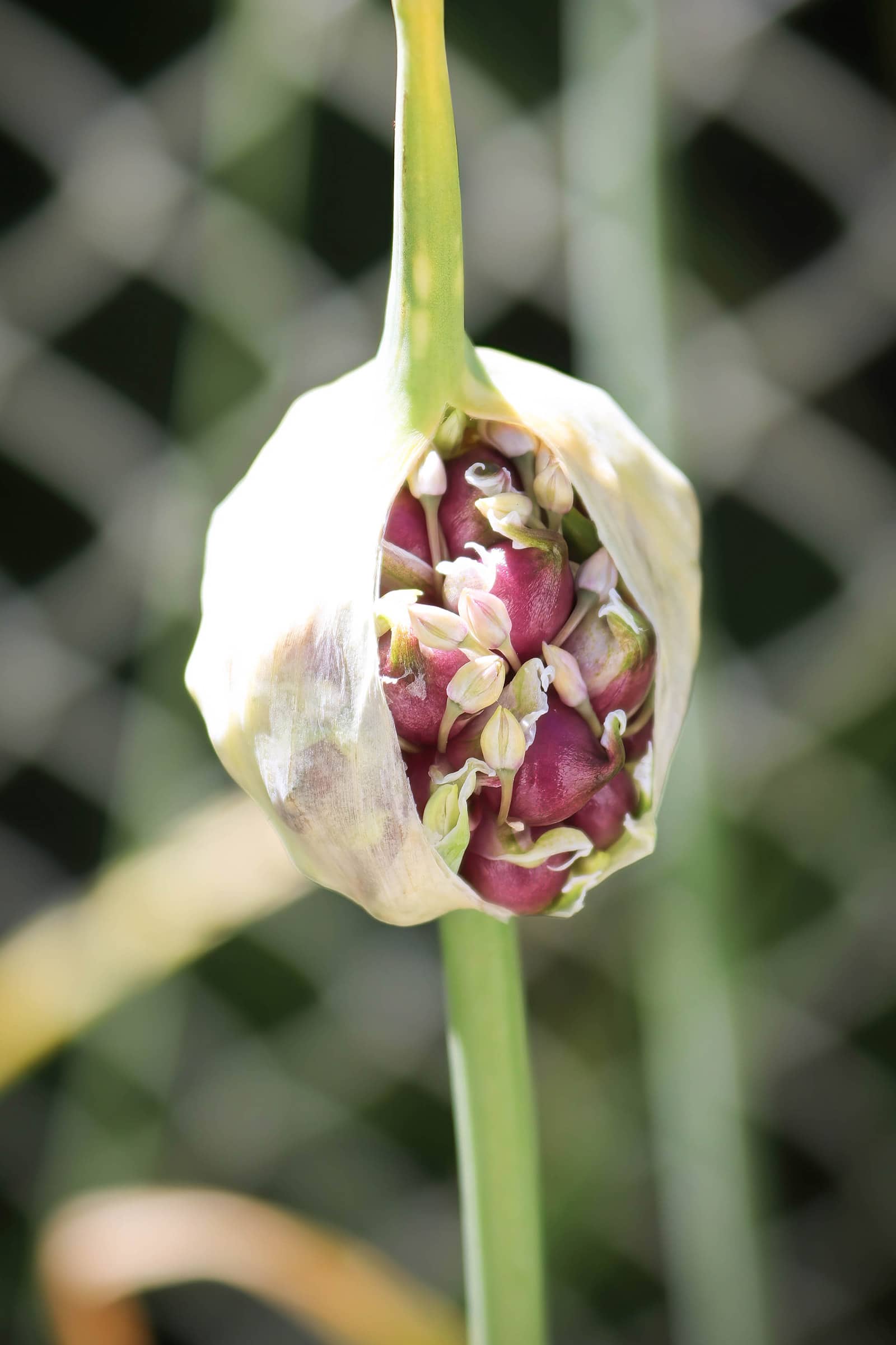 Close-up of mature garlic scape flower head with purple bulbils