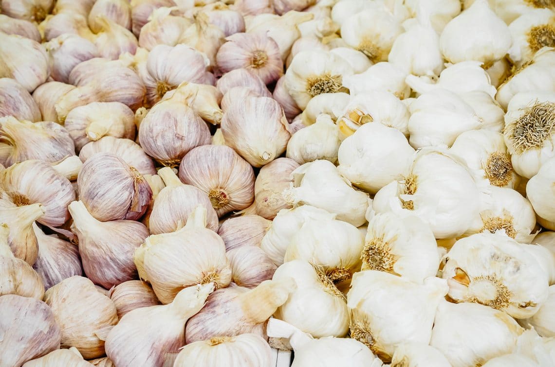 How to Choose the Best Garlic Varieties For Your Garden Garden Betty