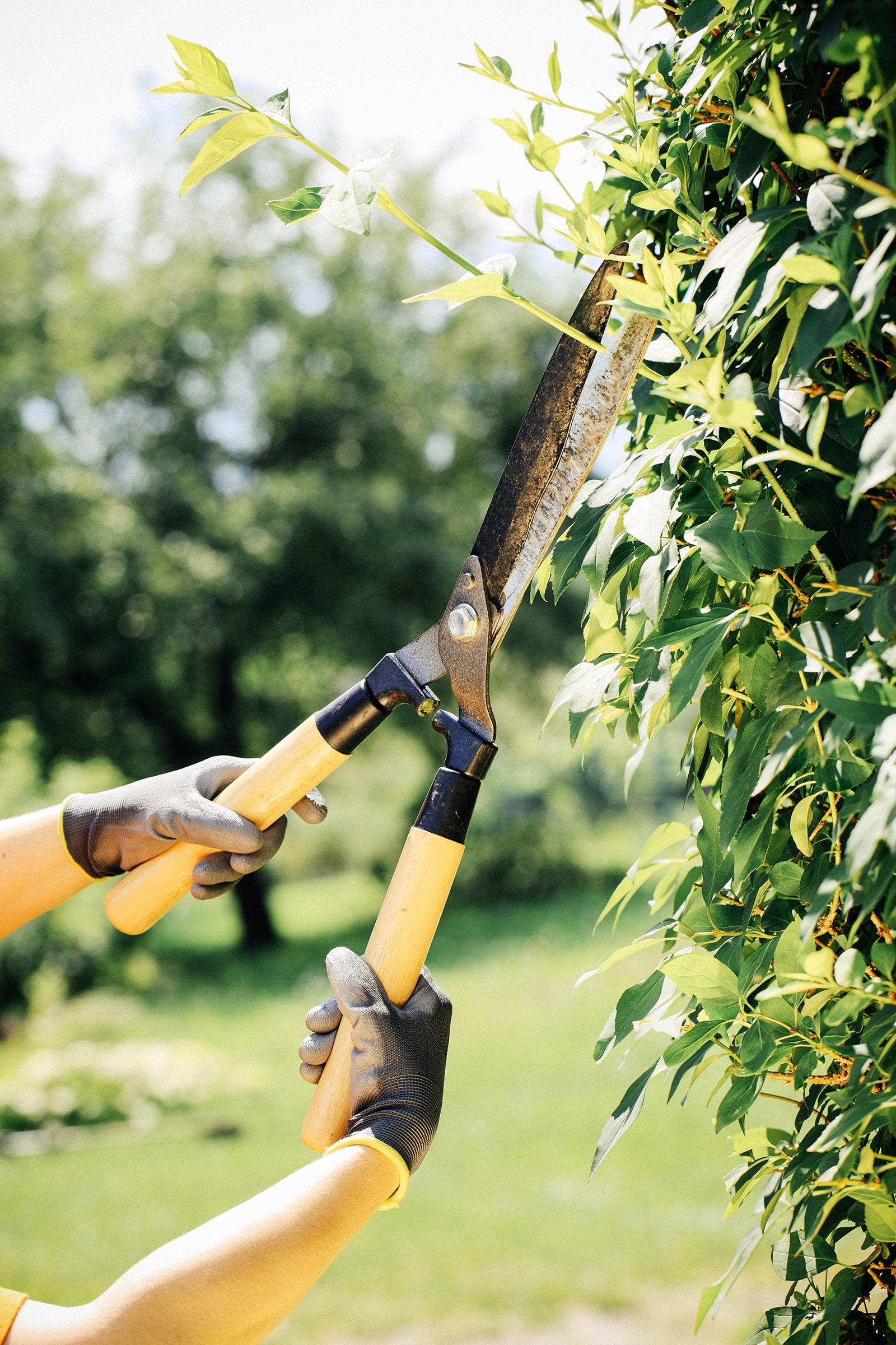 The best hedge trimmers for your garden