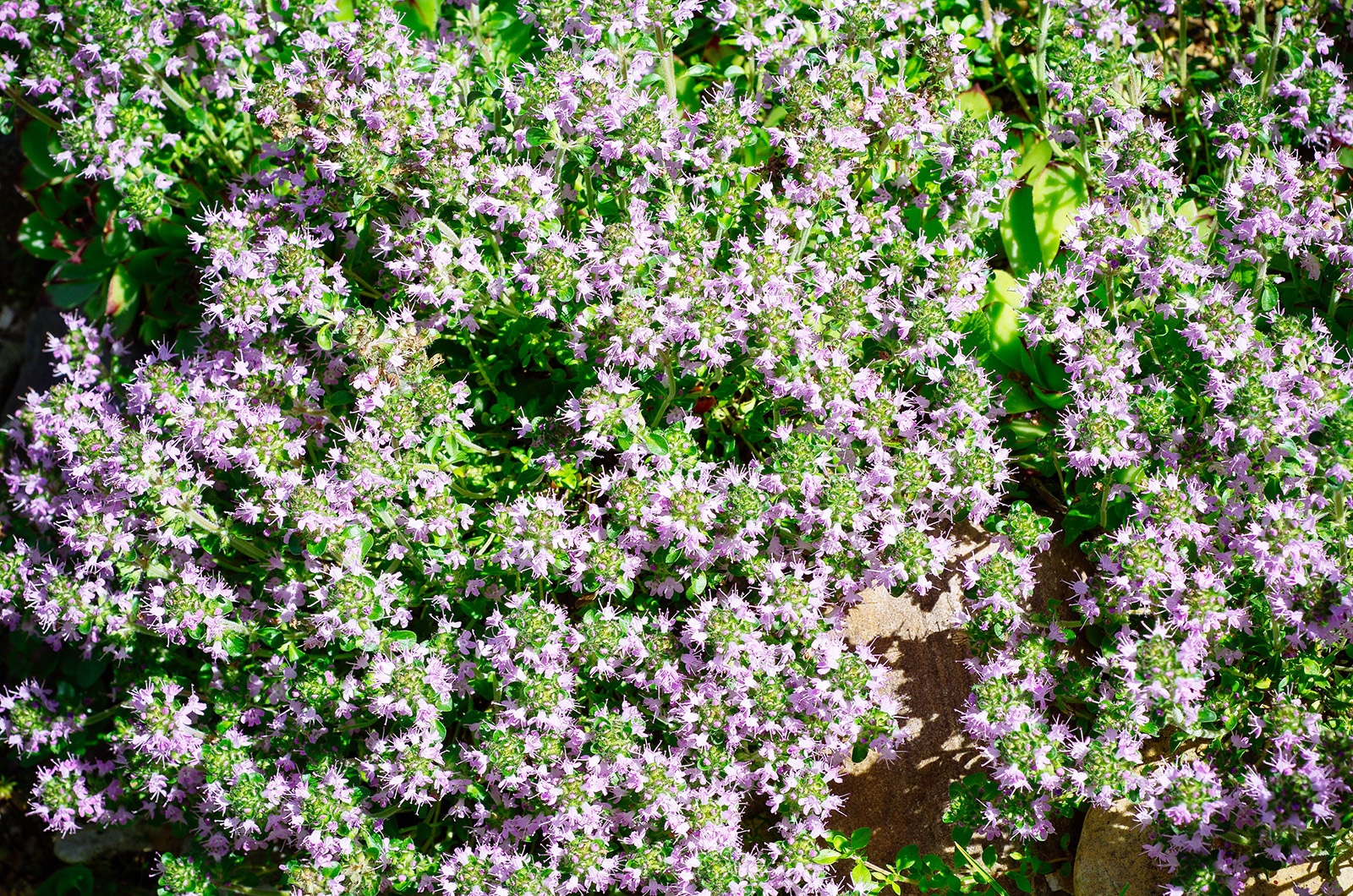 Creeping thyme used as a stepable ground cover