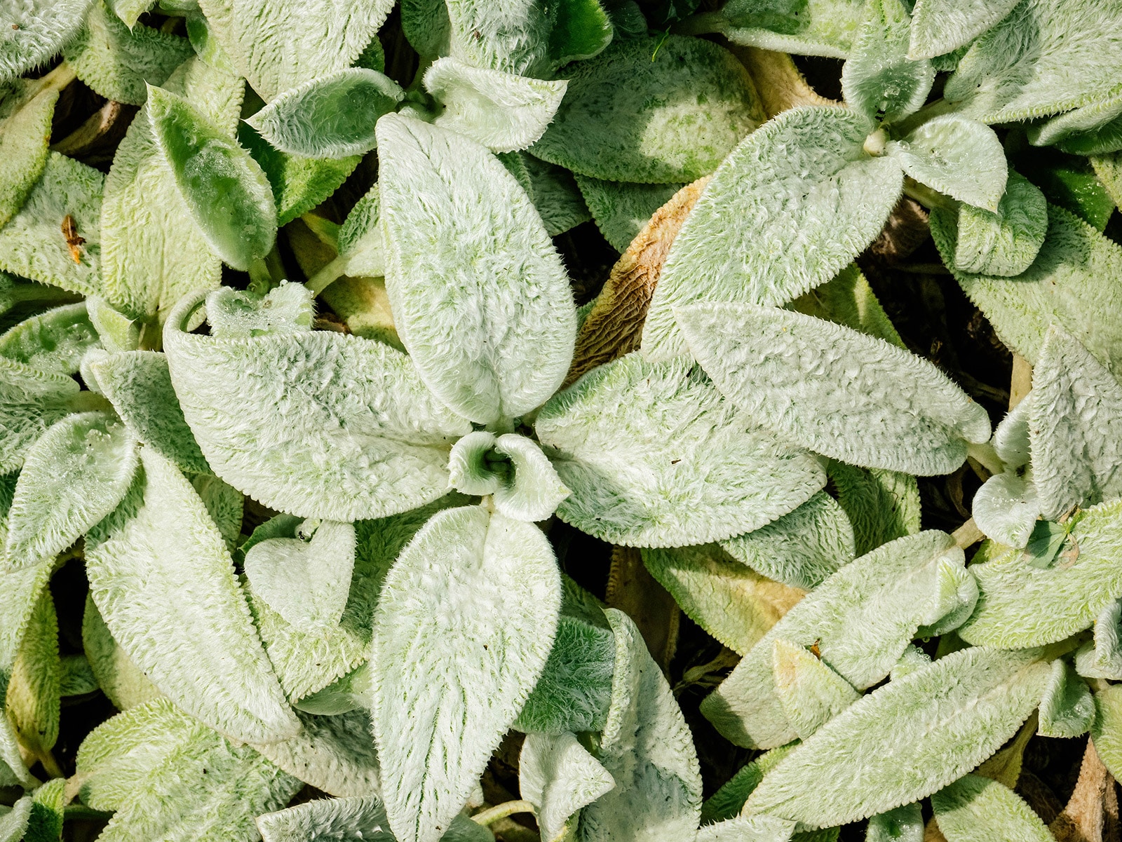 Close-up of silver carpet lamb's ear ground cover