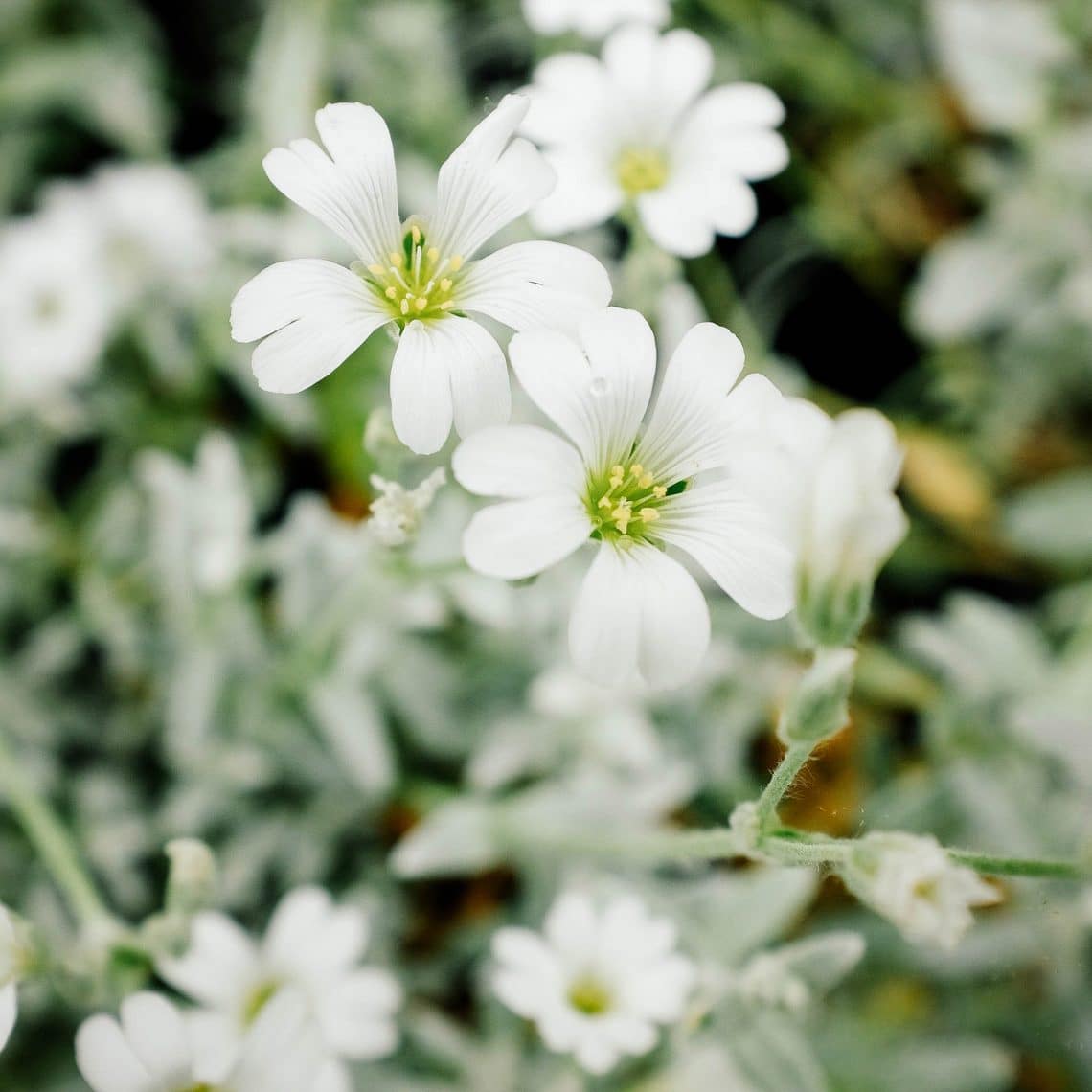 The Prettiest and Most Resilient Walkable Ground Covers For Garden ...