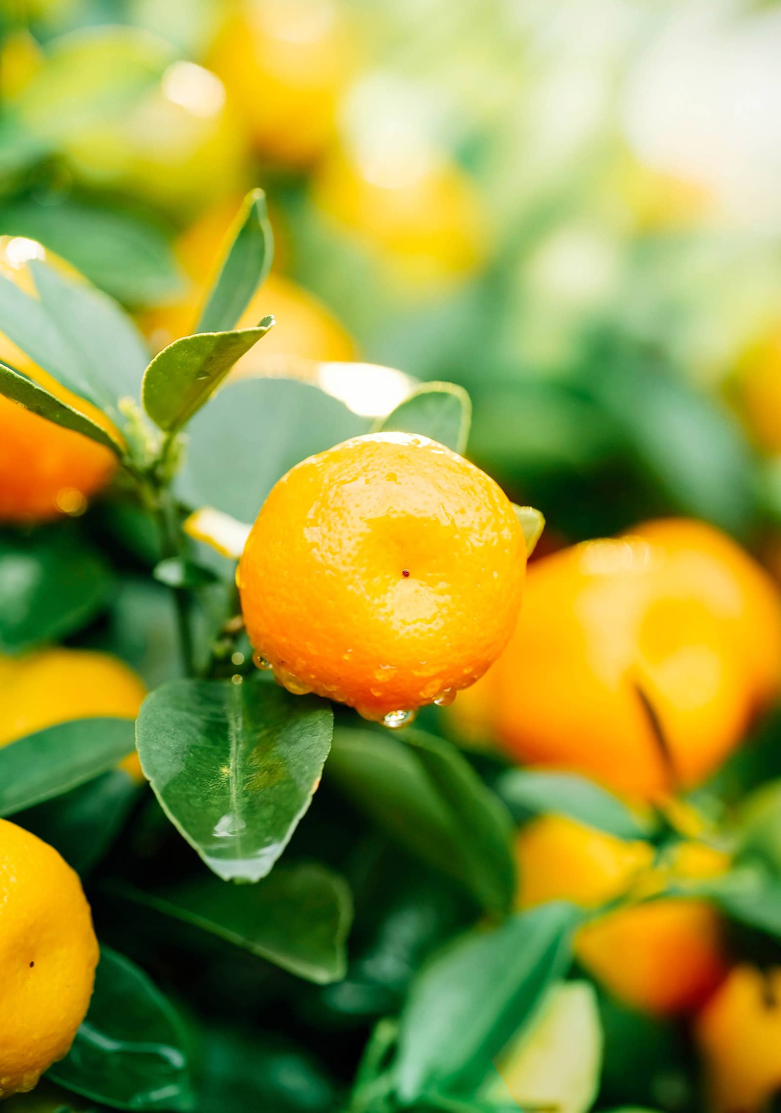Here's the difference between mandarin oranges vs. clementines