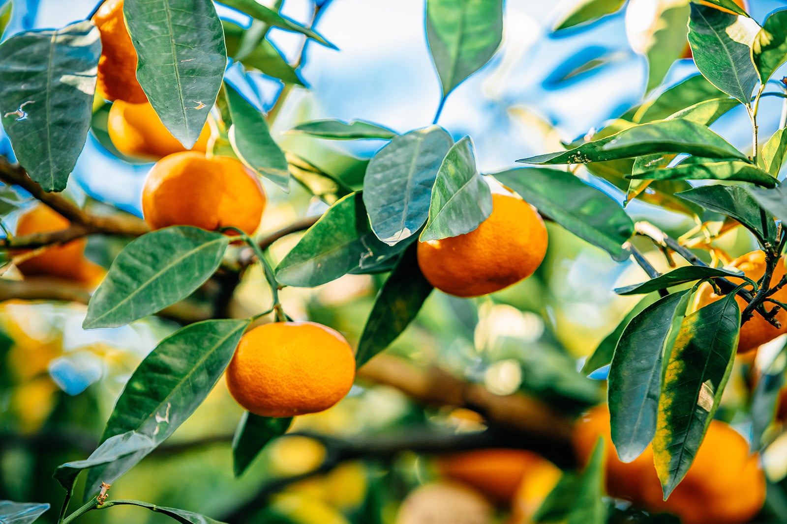 Ripe fruits hanging off a mandarin tree