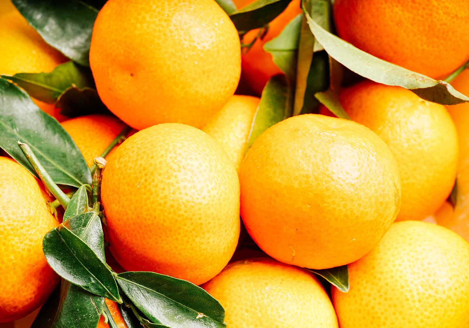 Close-up of mandarins with their smooth, glossy skins