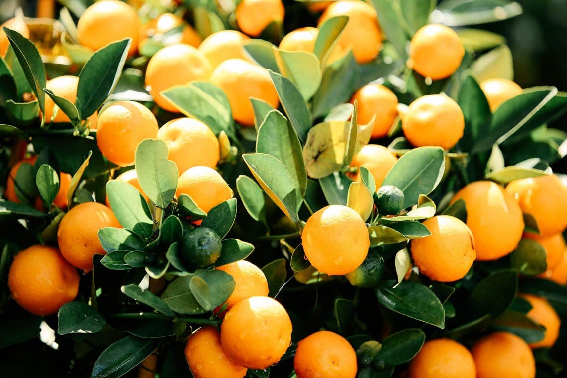 The Real Difference Between Mandarin Oranges vs. Clementines Garden Betty