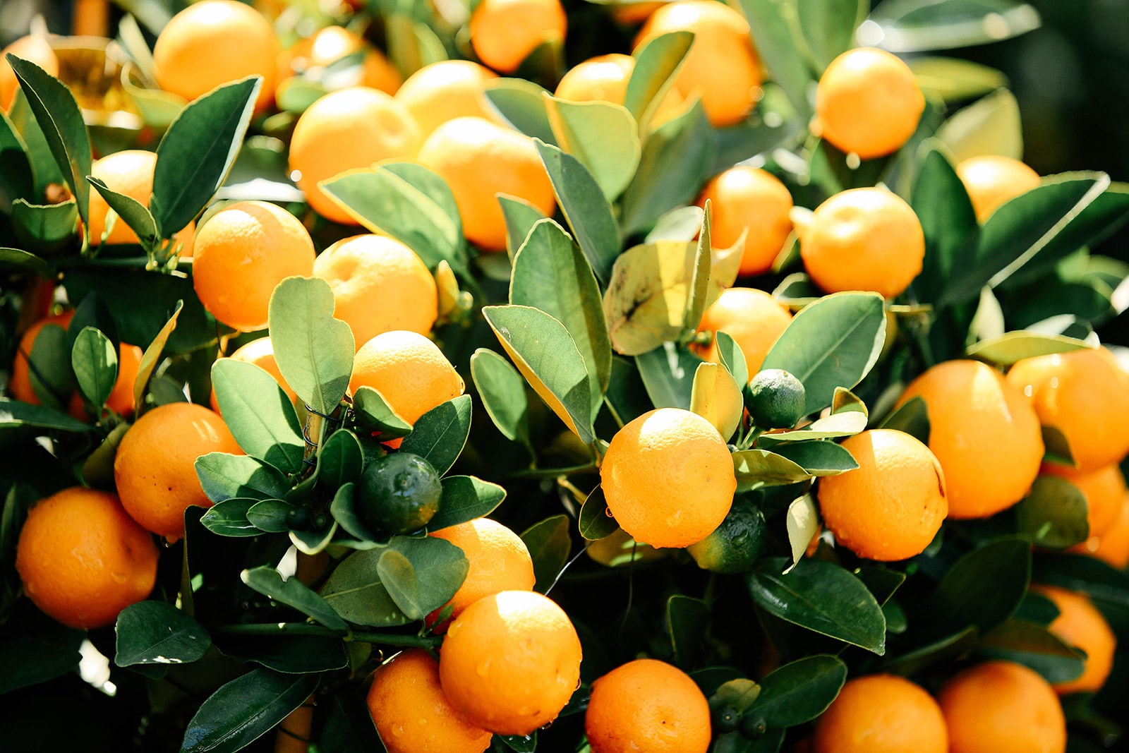 Clementine tree loaded with fruits