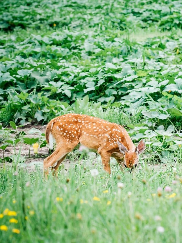 Deer-resistant plants and flowers for your garden