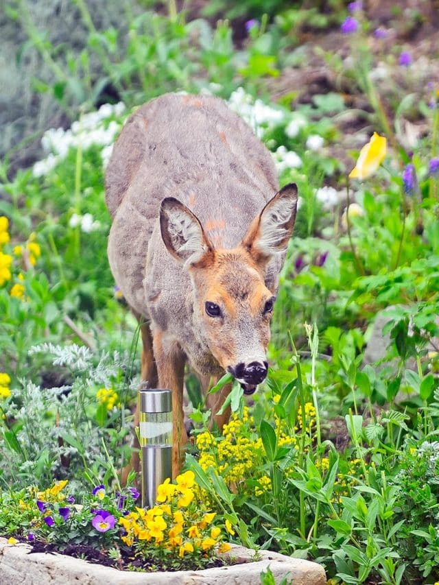 Super effective and humane ways to keep deer out of your garden