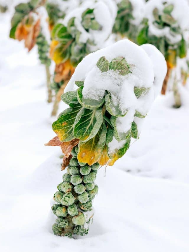 Why do some vegetables turn sweeter in winter?