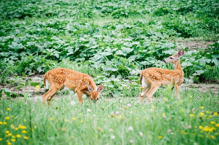 200+ Deer-Resistant Plants and Flowers to Fawn Over