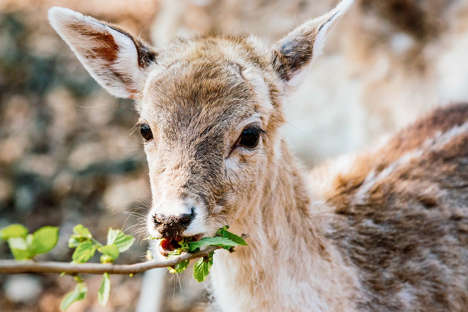 Deer nibbling on leaves from a shrub