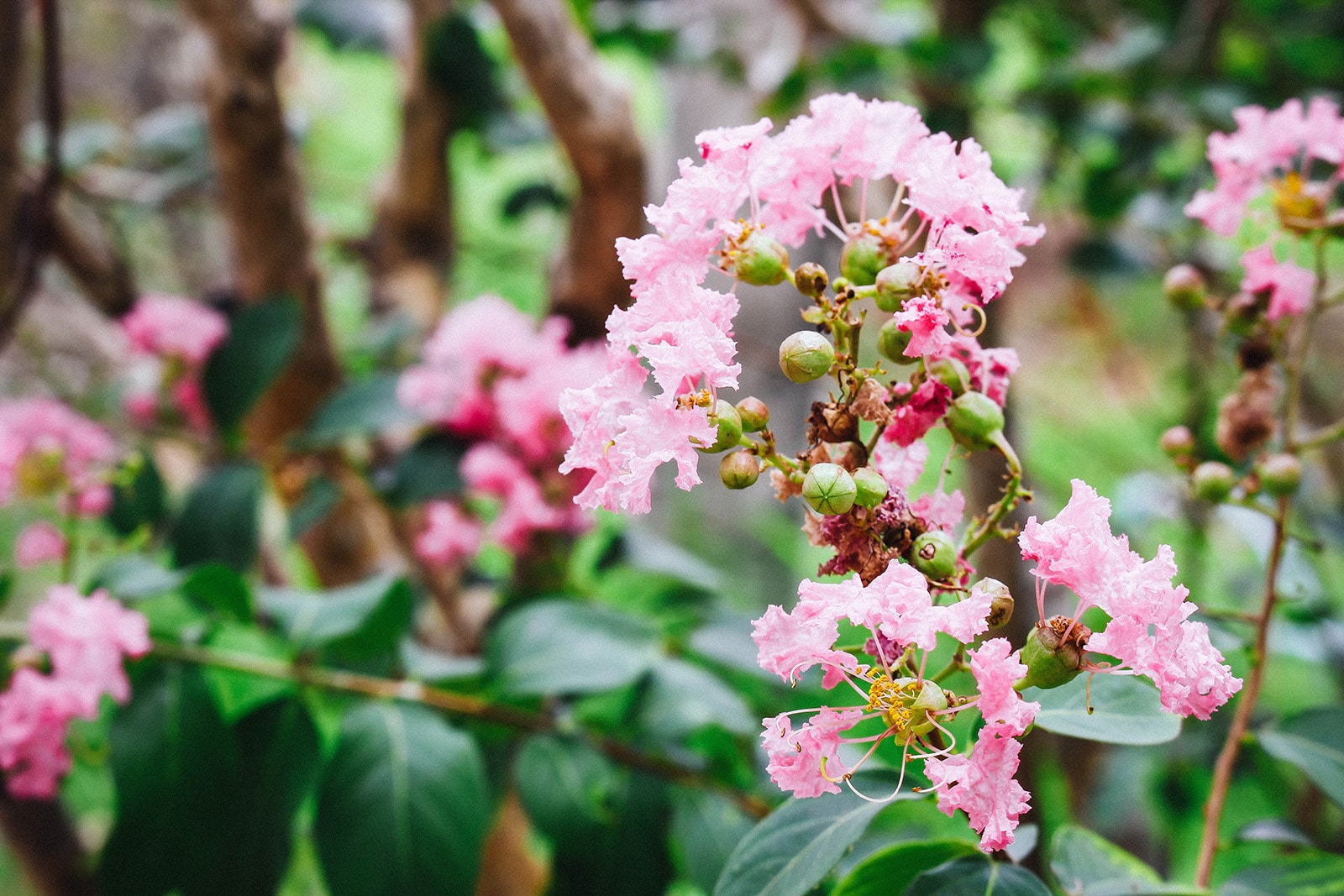 Close-up of pink crape myrtle flowers
