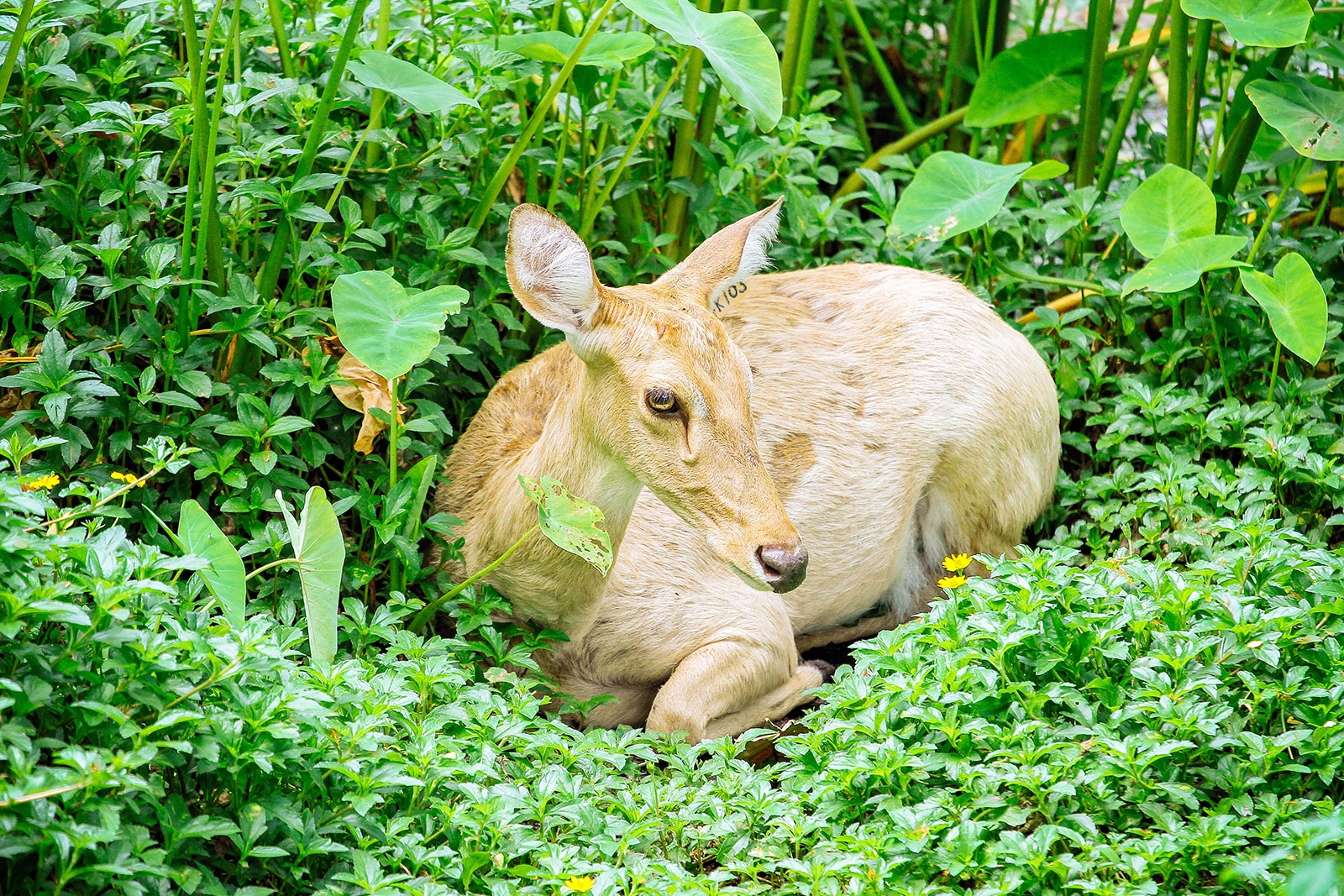 Deer lying down in the middle of a garden