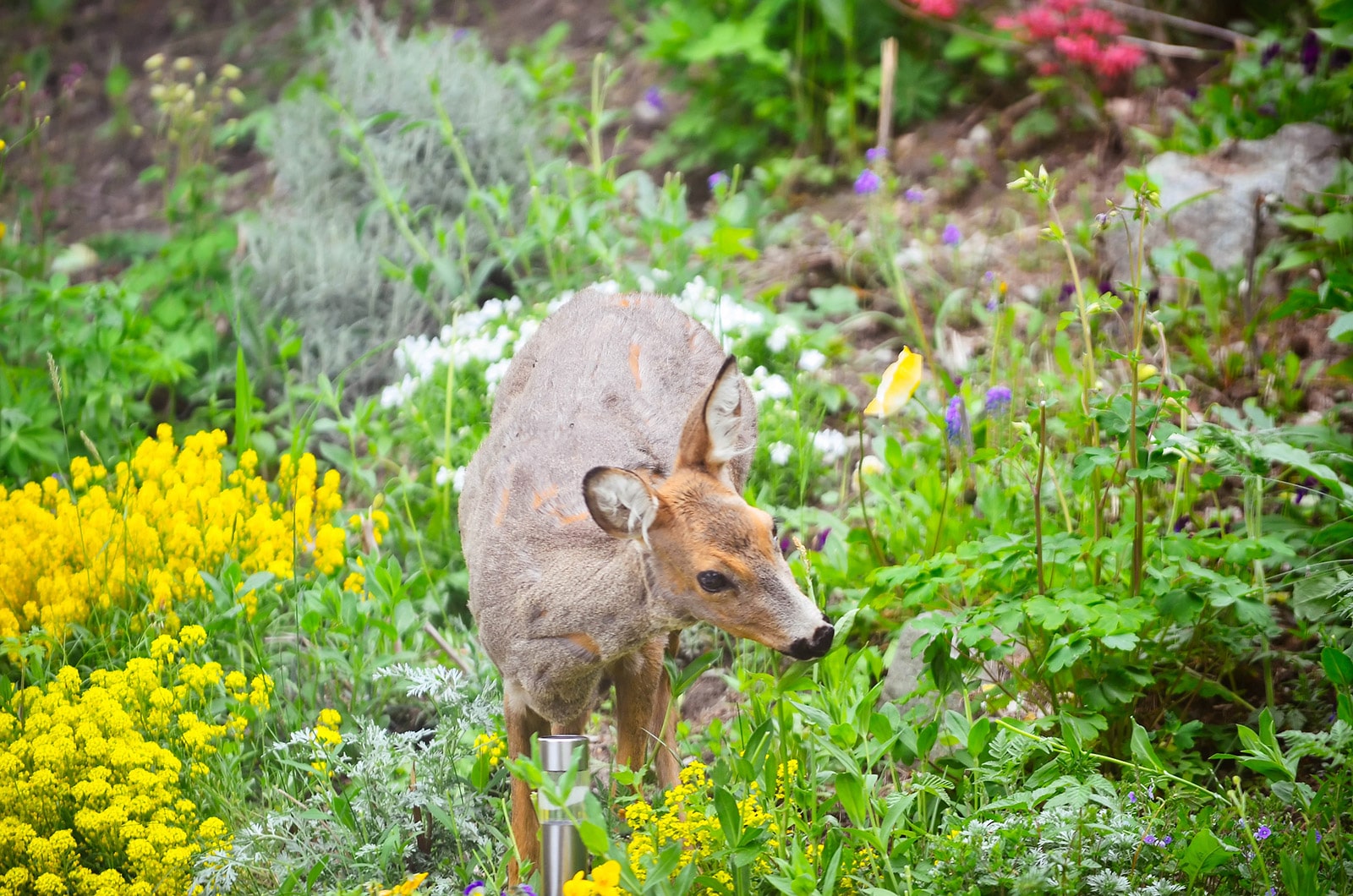 Young deer standing in a flower garden