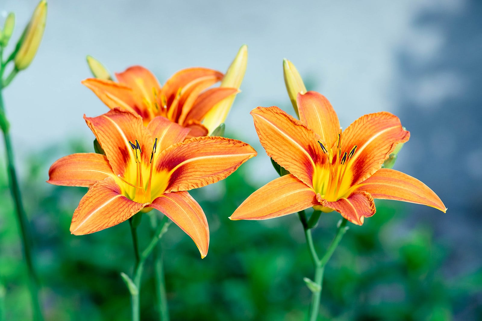 Close-up of orange daylily flowers