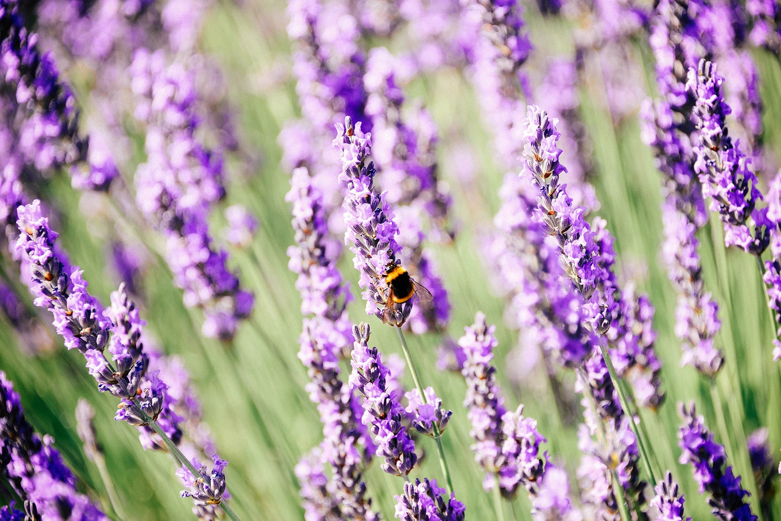 Bee landing on a lavender flower