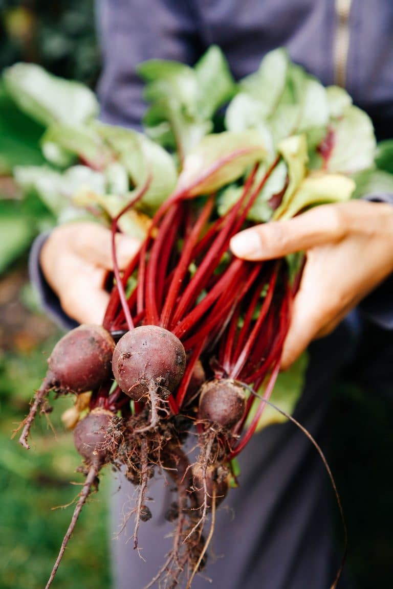 10 Fast-Growing Vegetables You Can Harvest in 40 Days or Less