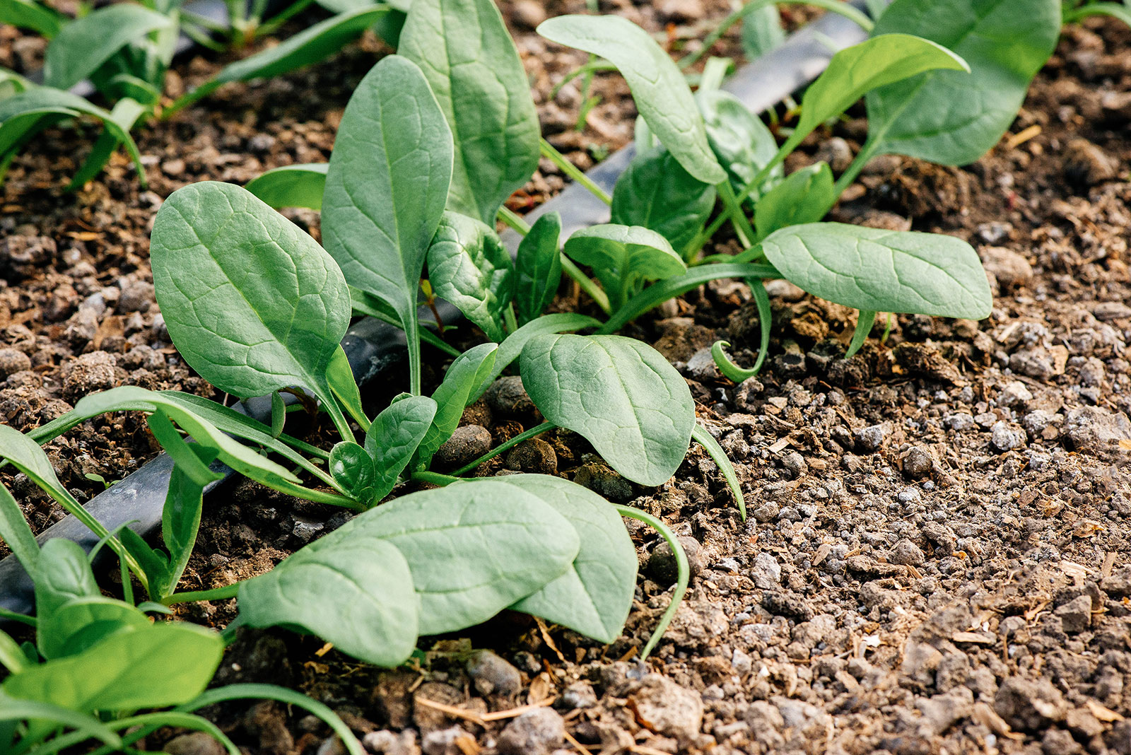 Young spinach plants growing in a garden with drip tape irrigation