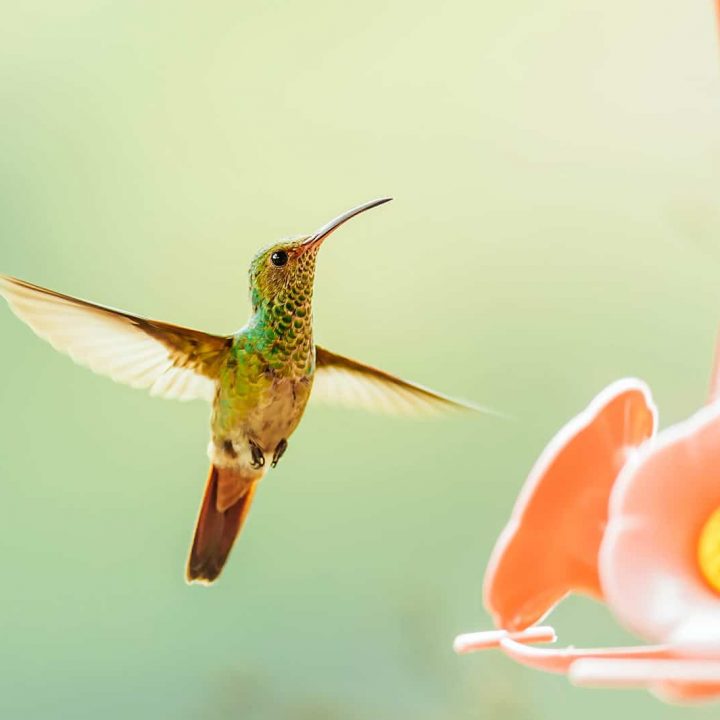 The best and easiest homemade hummingbird food recipe + what not to do