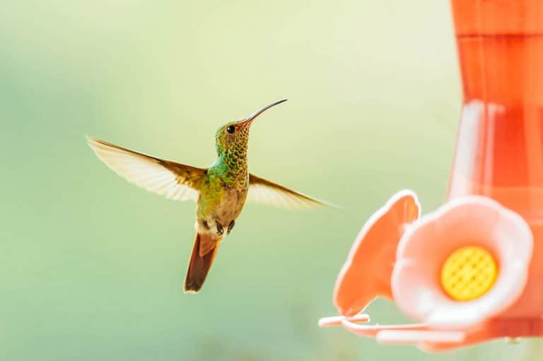 Simply Perfect Hummingbird Food Recipe: Why You Should Always Make Your Own