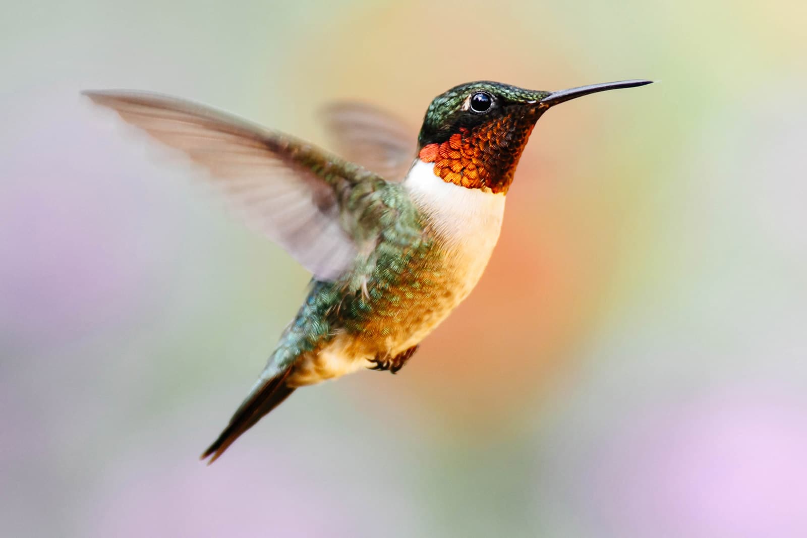 Close-up of hummingbird in mid-flight