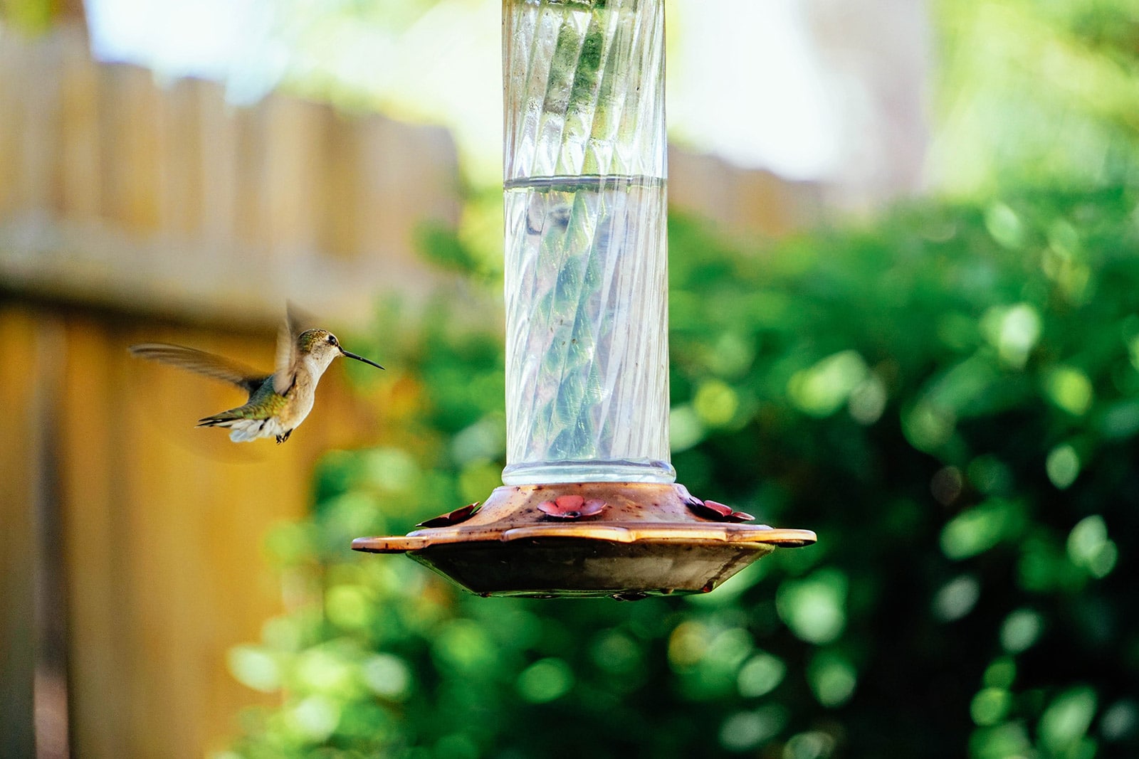 Hummingbird flying to a hanging feeder in the garden