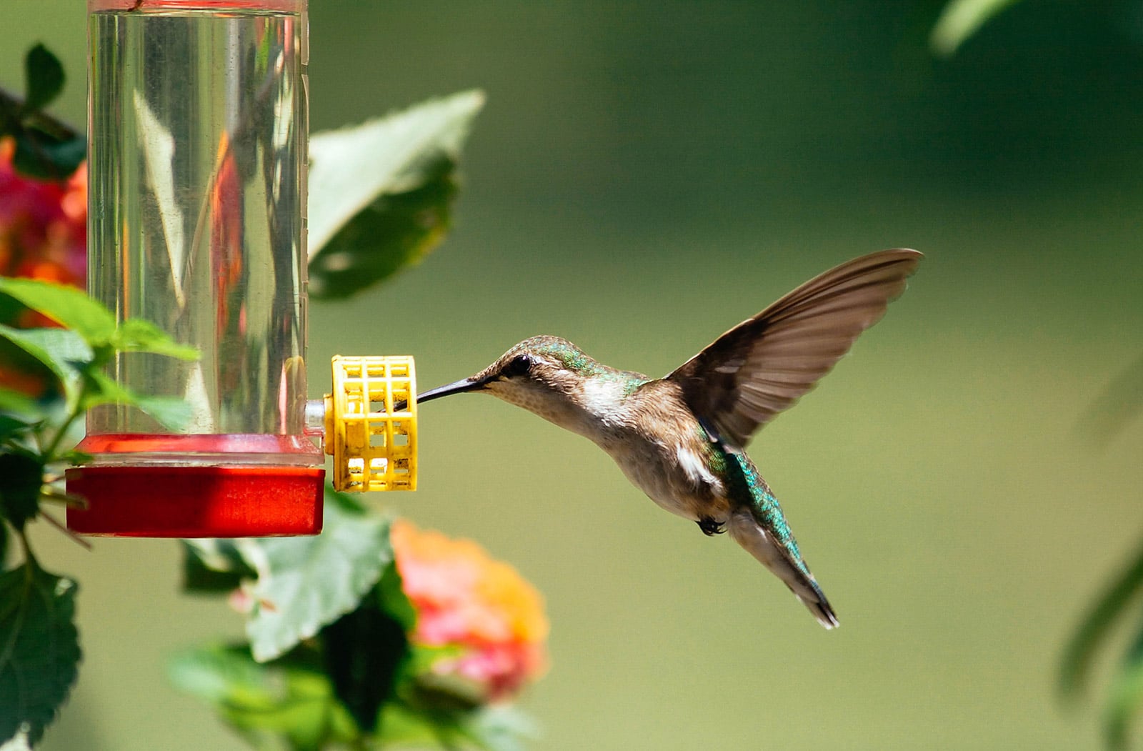 Hummingbird feeding from a hanging feeder in the garden