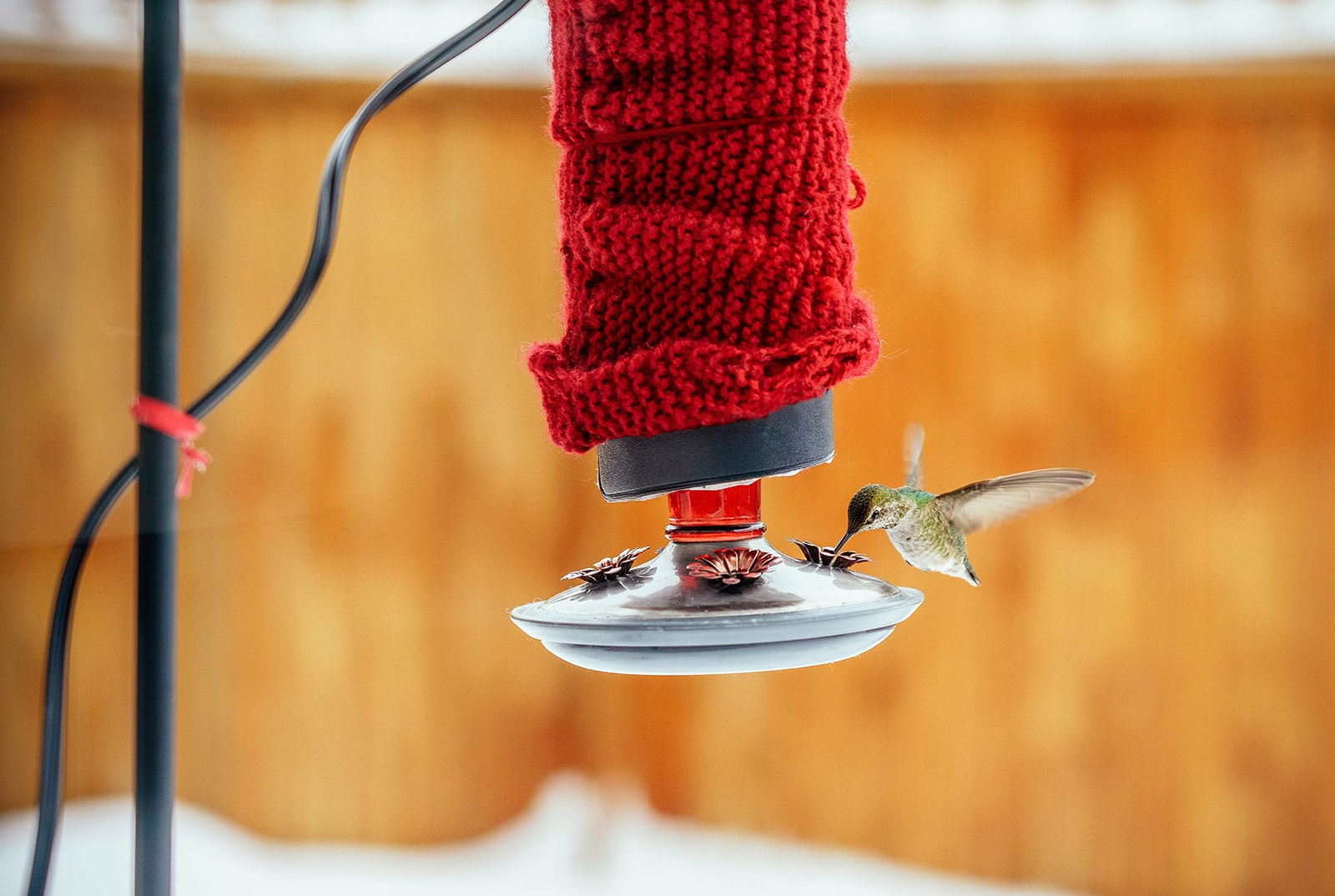 Hummingbird feeder in winter, wrapped in red knit sweater for insulation