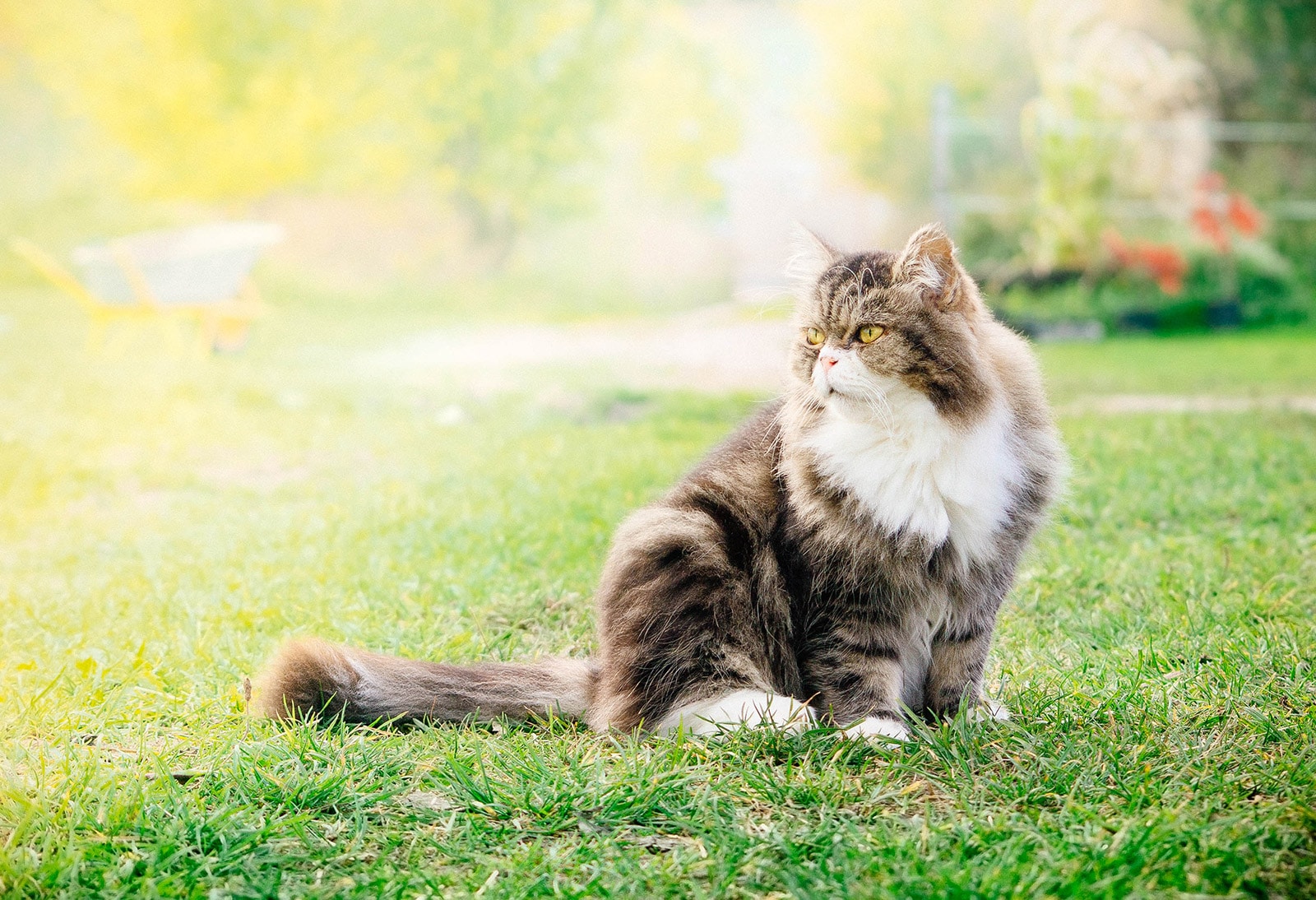 Fluffy gray and white cat sitting on a lawn