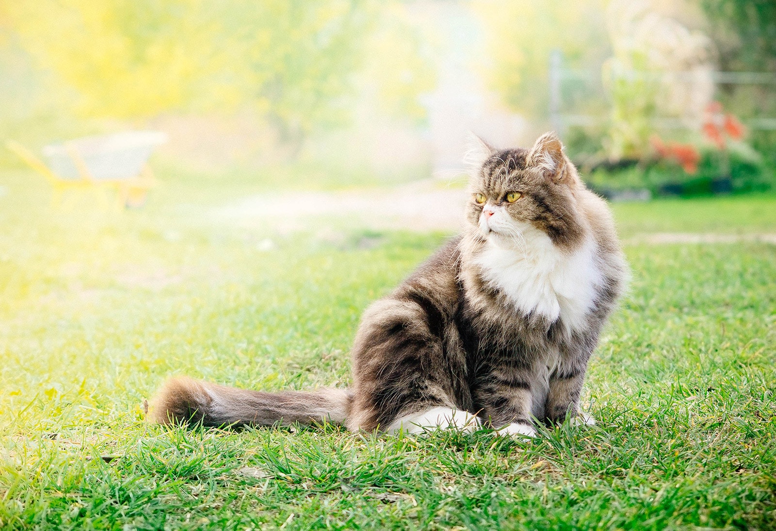 How to Stop Cats from Turning Your Garden Into Their Litter Box Garden Betty