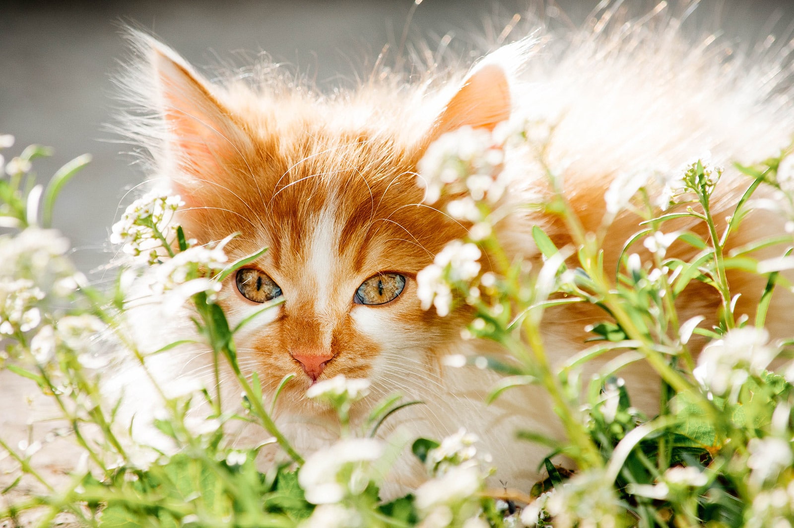 Close-up of an orange and white cat peering out from behind a flowering shrub