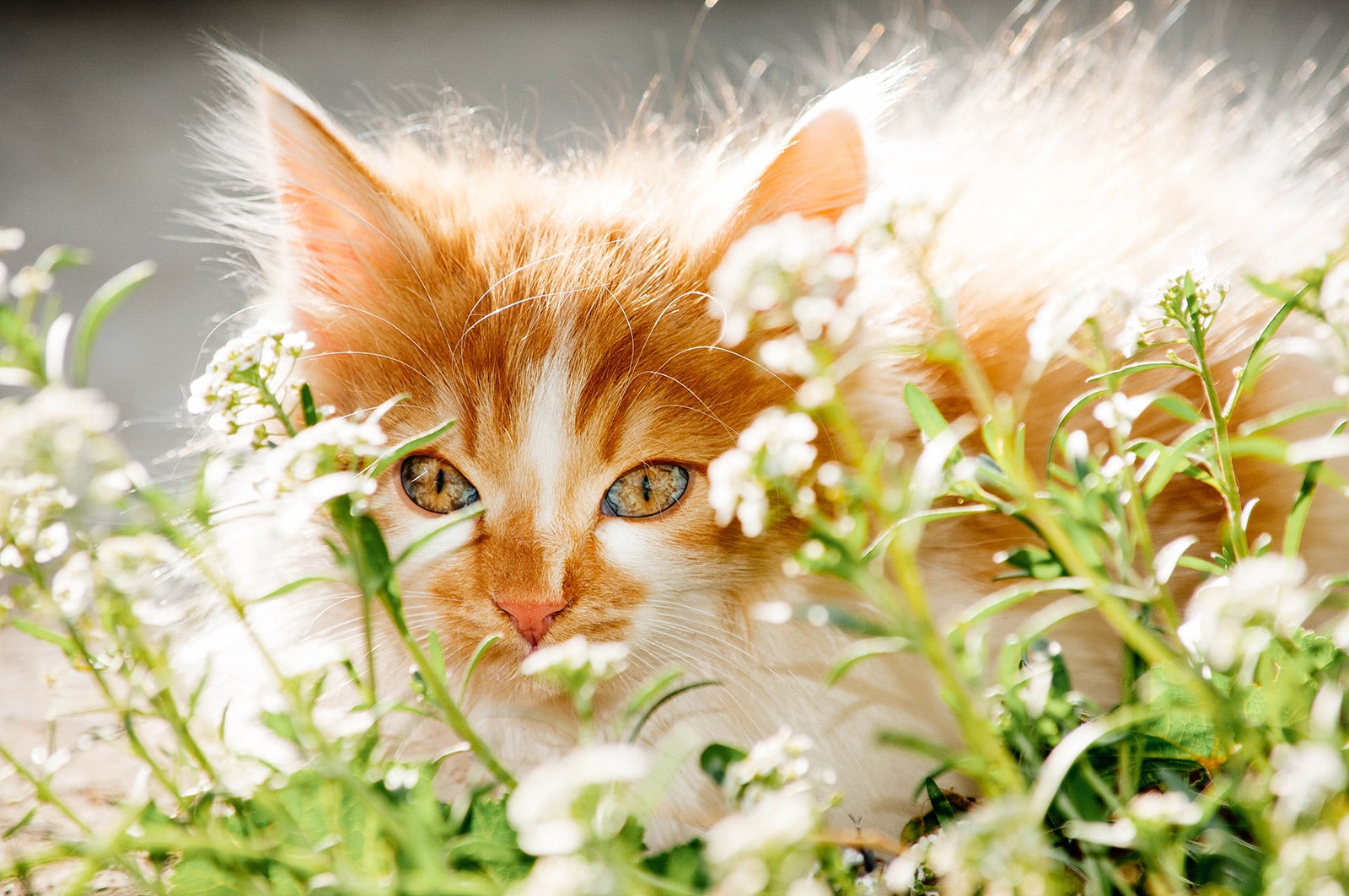 How to keep cats from using garden as litter box hotsell