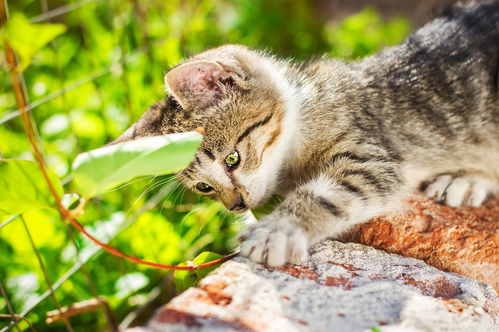 Kitten pawing at a brick wall in a garden