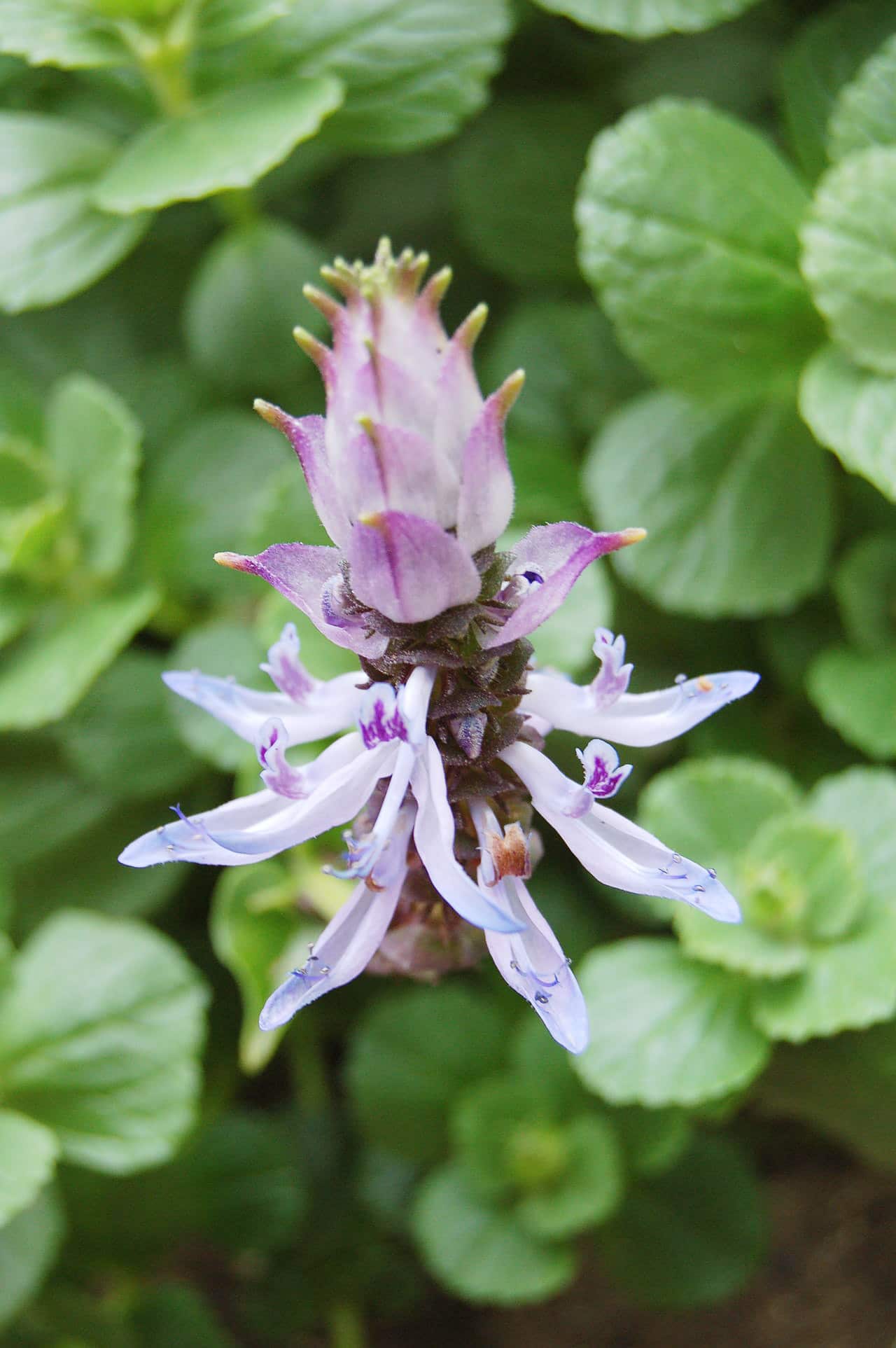 Close-up of purple Coleus canina flower