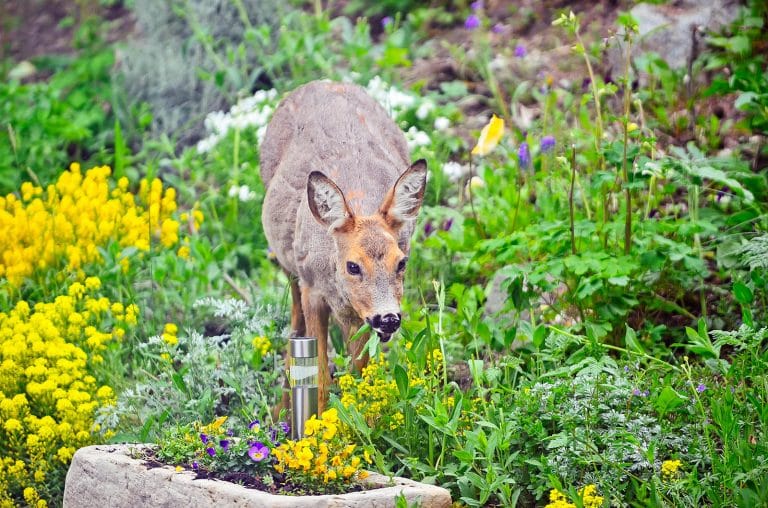 5 Very Effective and Humane Ways to Keep Deer Out of Your Garden