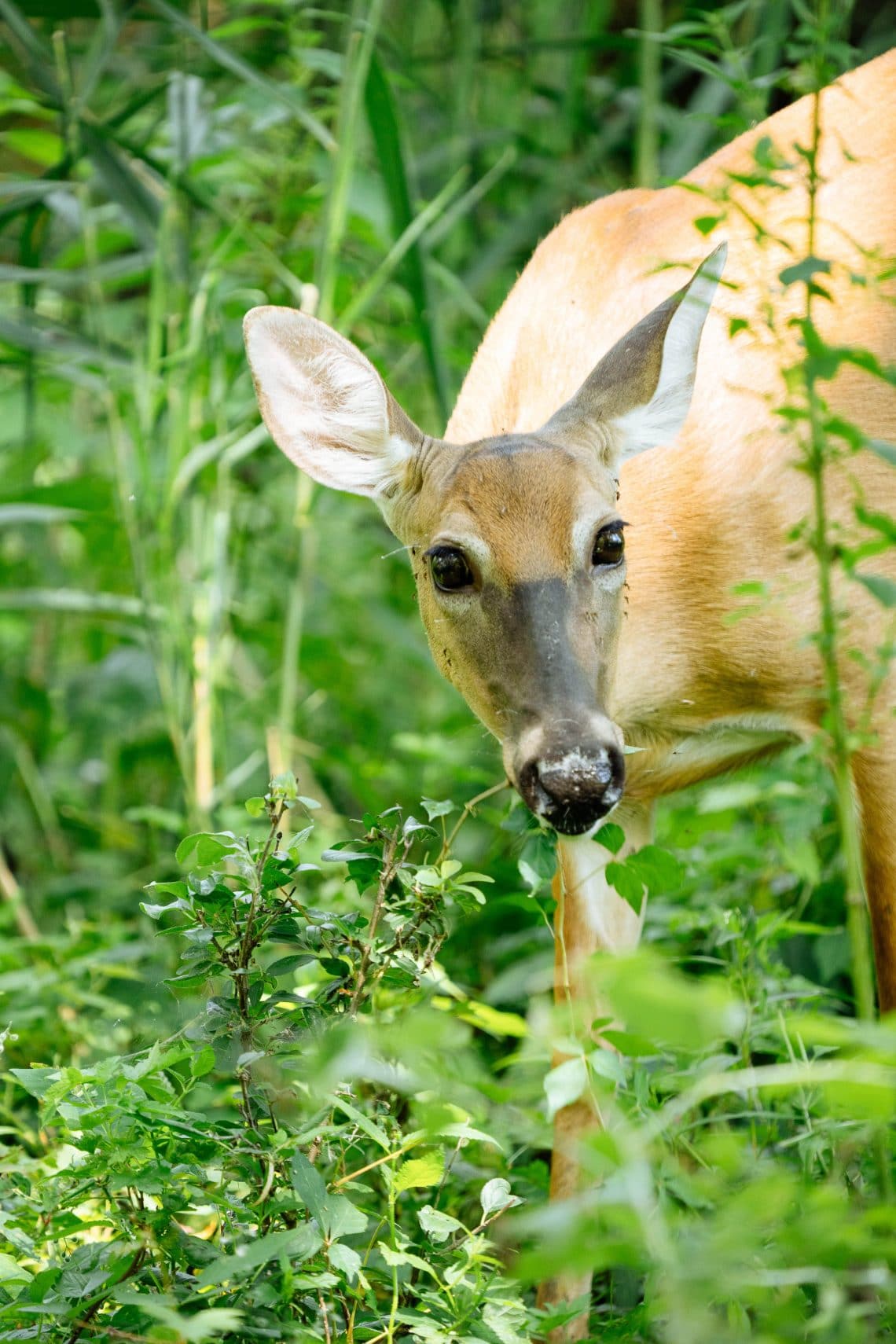 5 Very Effective and Humane Ways to Keep Deer Out of Your Garden