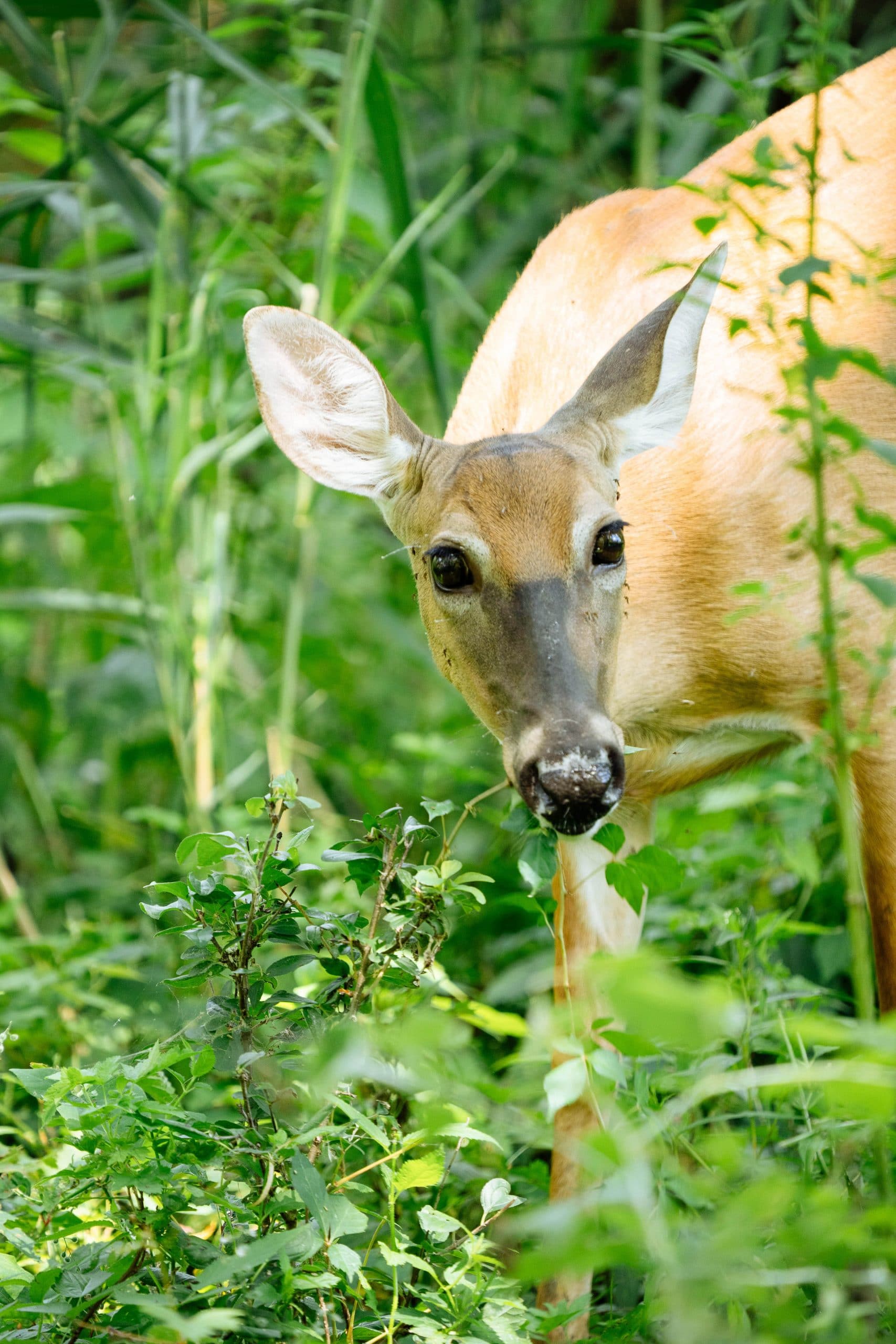 5 Super Effective and Humane Ways to Keep Deer Out of Your Garden