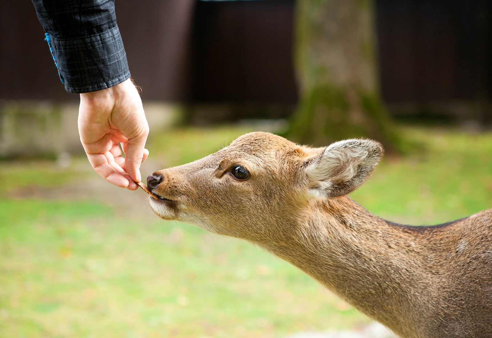 Hand feeding a deer