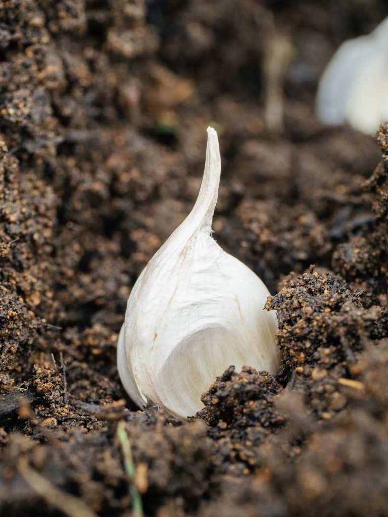 How I Grow Garlic For Big Yields: Easy Beginner Guide