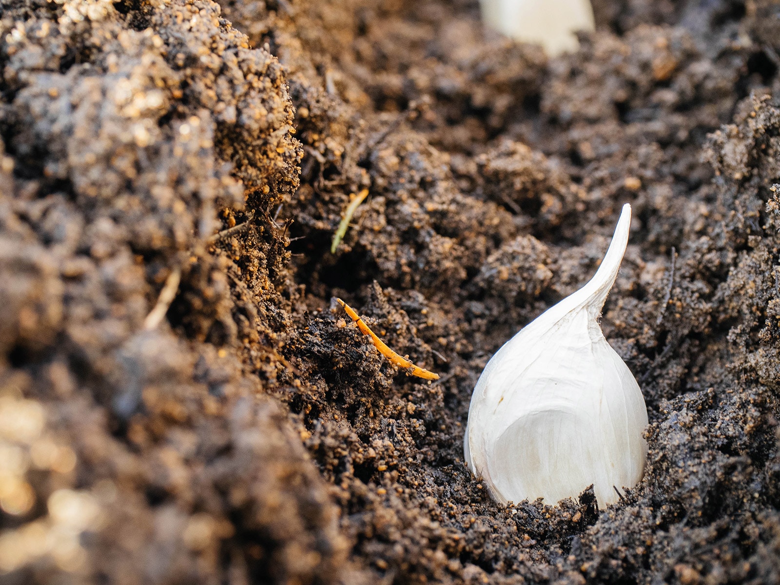 Close-up of garlic clove in a trench