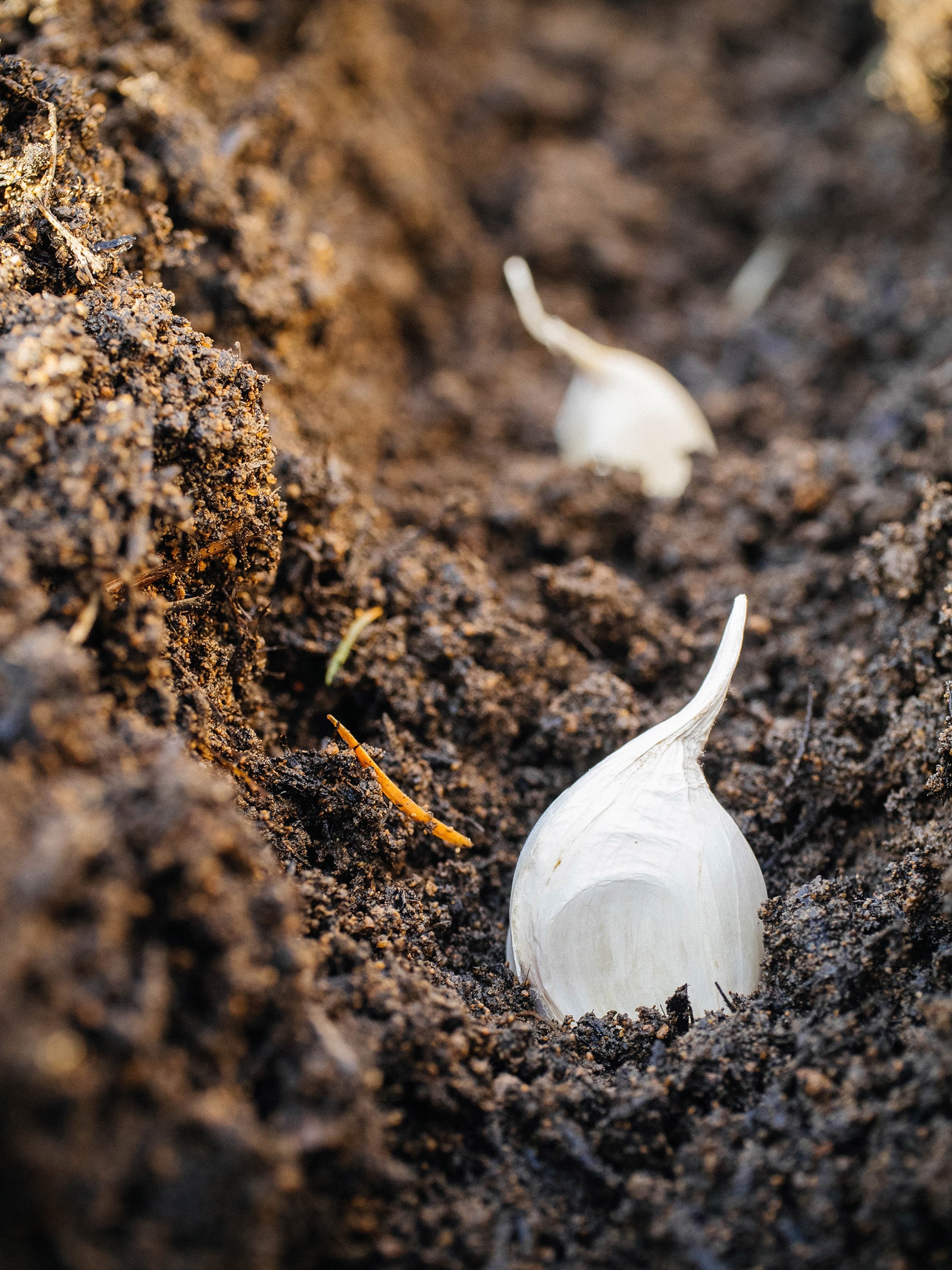 Close-up of garlic cloves planted in a furrow